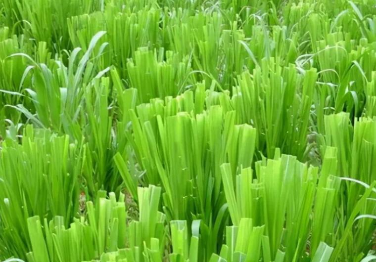 1650422687907012.jpg 3.jpg