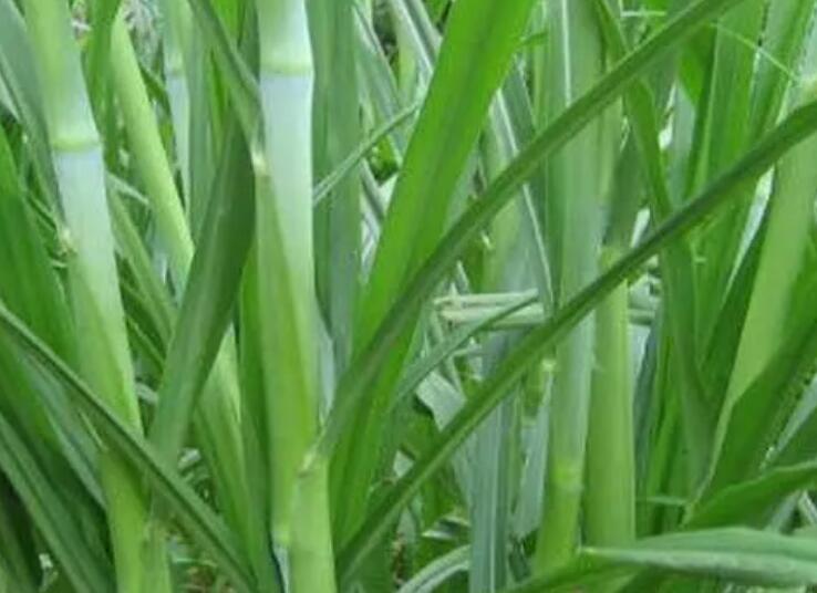 1650511641188535.jpg 1.jpg