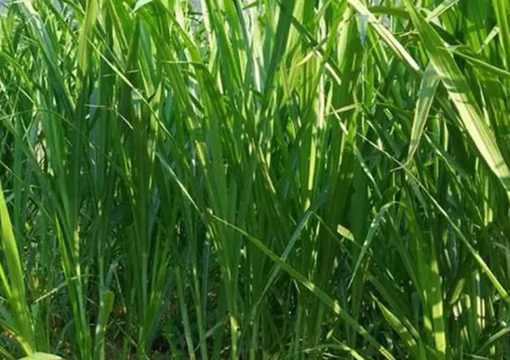 1650512306131022.jpg 3.jpg