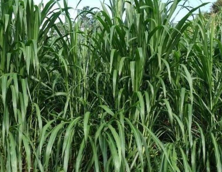 1650513058858227.jpg 2.jpg