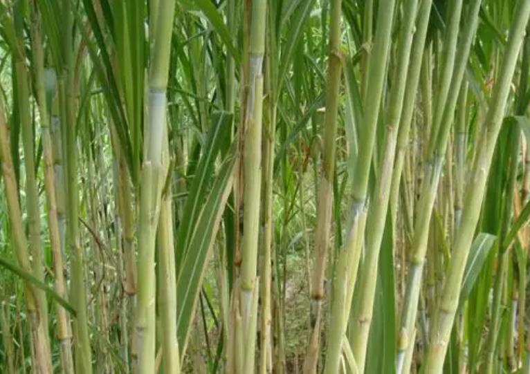 1650513067917565.jpg 3.jpg