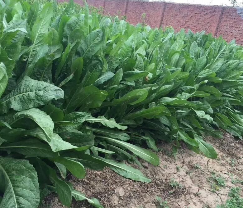 1651585892557119.jpg 1651585892557119.jpg