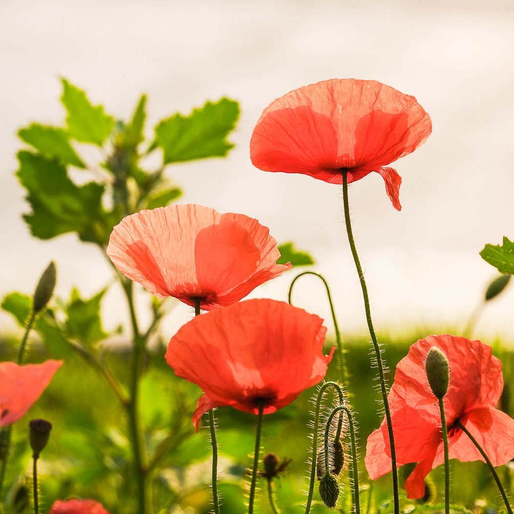 1651587499929717.jpeg 1651587499929717.jpeg