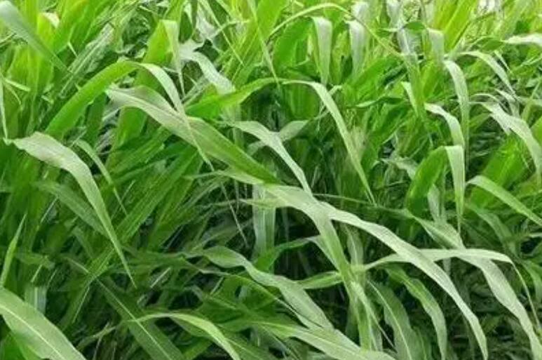 1651837343568012.jpg 1651837343568012.jpg