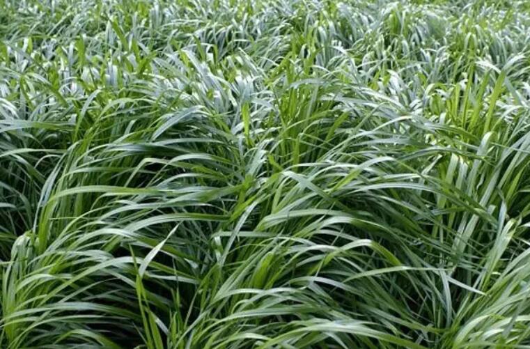 1651838916380974.jpg 2.jpg