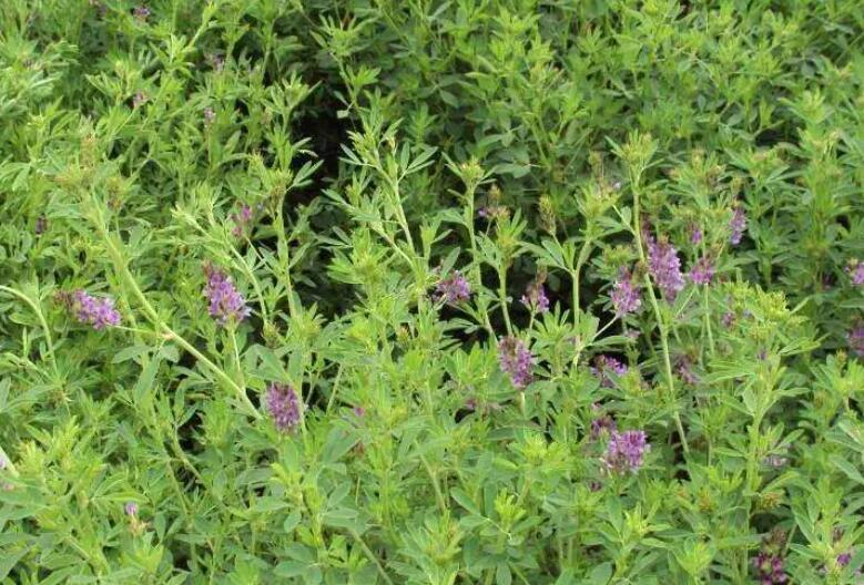 1652276027941621.jpg 1.jpg