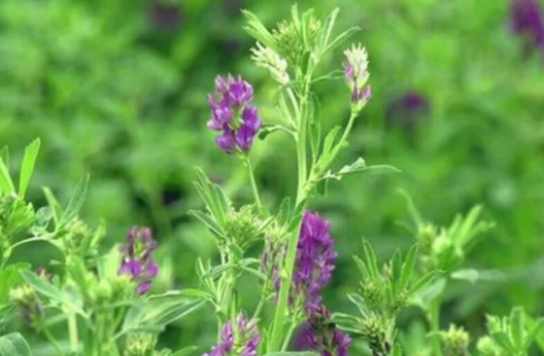 1653051735520020.jpg 1.jpg