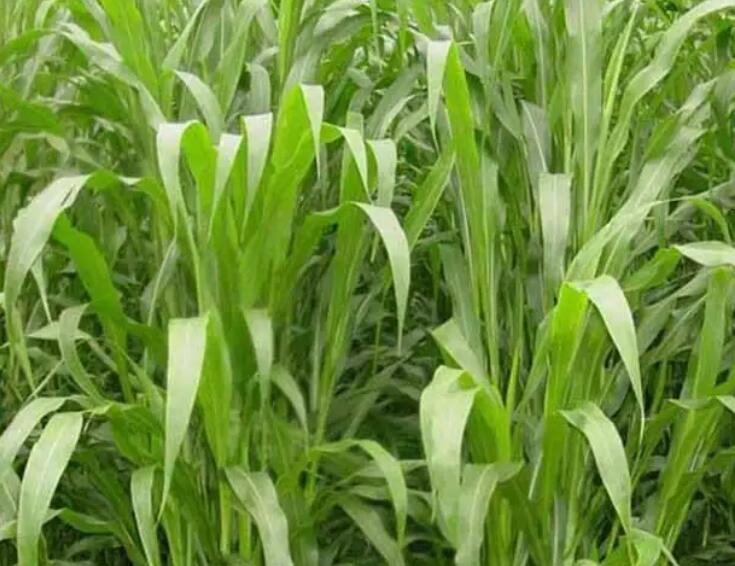 1653140374410021.jpg 2.jpg