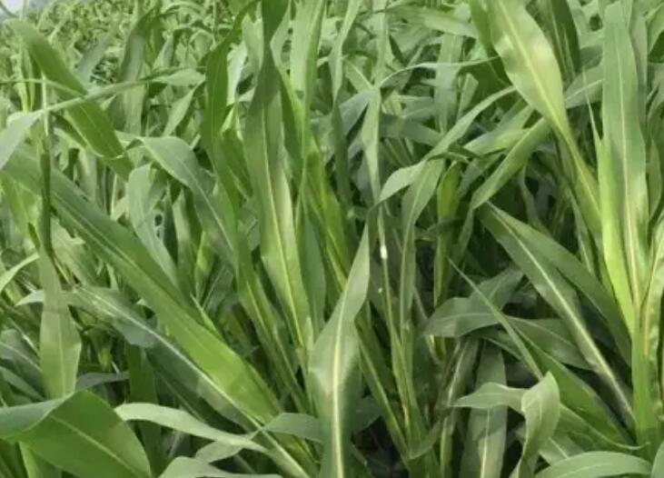 1653140382300213.jpg 3.jpg