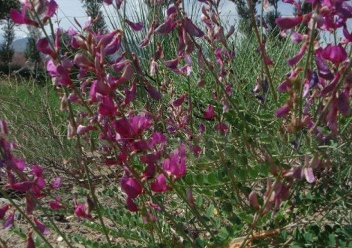 紅豆牧草 紅豆牧草