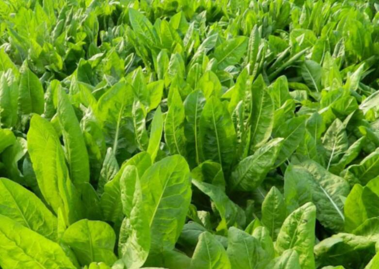 1654059299521029.jpg 1654059299521029.jpg