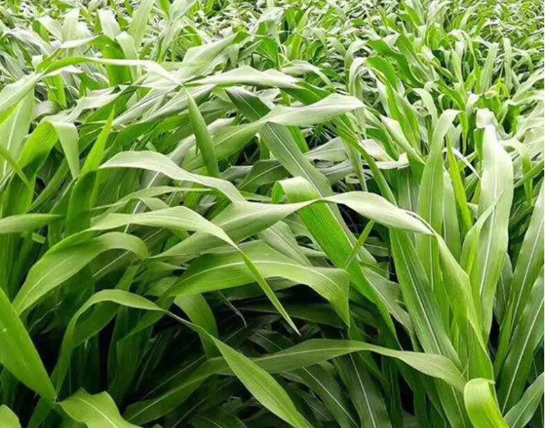 1657279543117600.jpg 1657279543117600.jpg