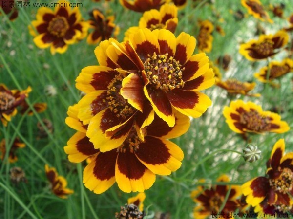 金雞菊種子發芽出苗開花圖片 金雞菊種子發芽出苗開花圖片