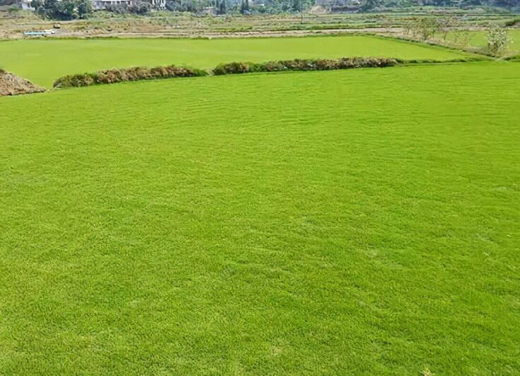 1657542471971327.jpg 1.jpg