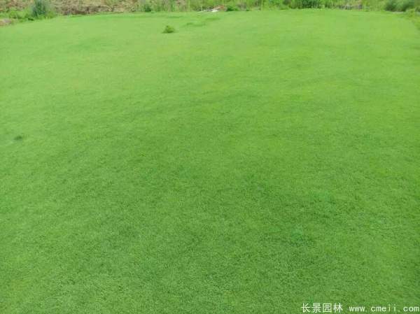 天堂草種子發(fā)芽出苗草坪圖片 天堂草種子發(fā)芽出苗草坪圖片