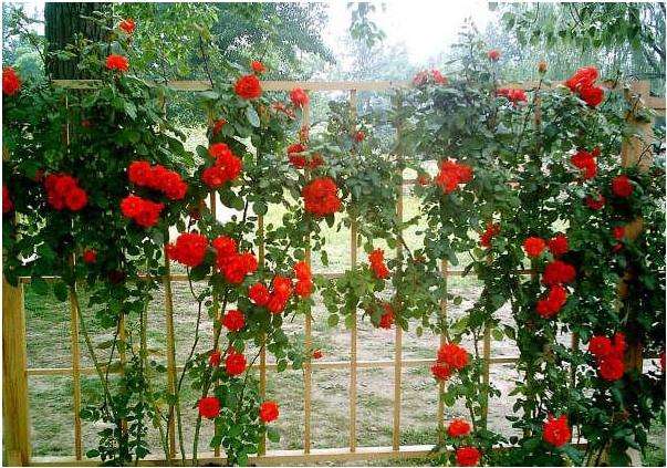 1658055156347482.jpeg a395155fe878fc18ade2792d3dc582ad.jpeg