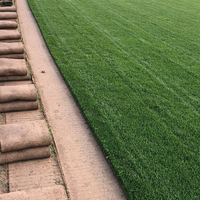 四季青草坪 四季青草坪