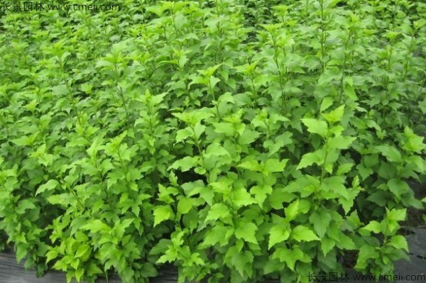 木槿種子發(fā)芽出苗開(kāi)花圖片