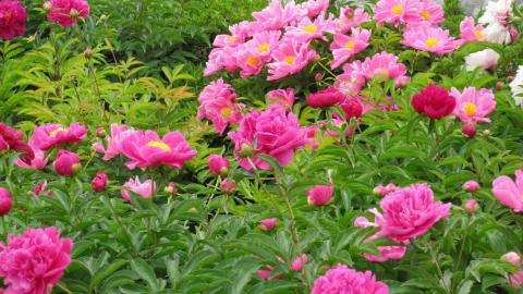 1659531510498835.jpeg 1659531510498835.jpeg