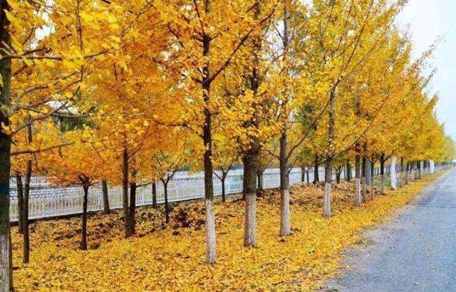 1659533162968682.jpeg 1659533162968682.jpeg