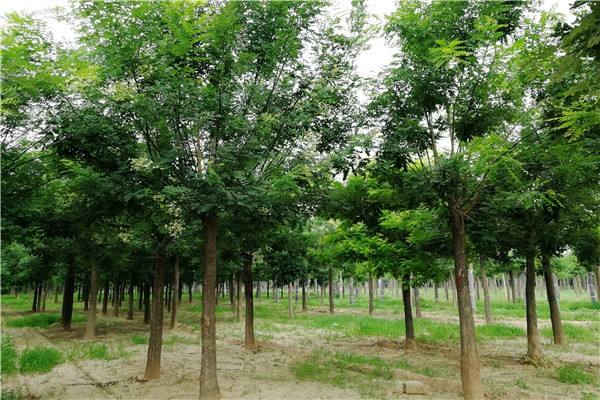 1660045019105009.jpeg 1660045019105009.jpeg