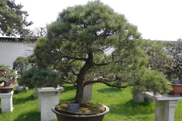 日本那須五針?biāo)?/></p><p style=