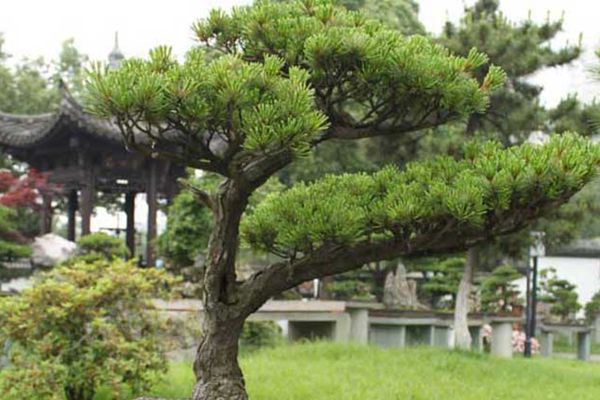 日本那須五針?biāo)? style=