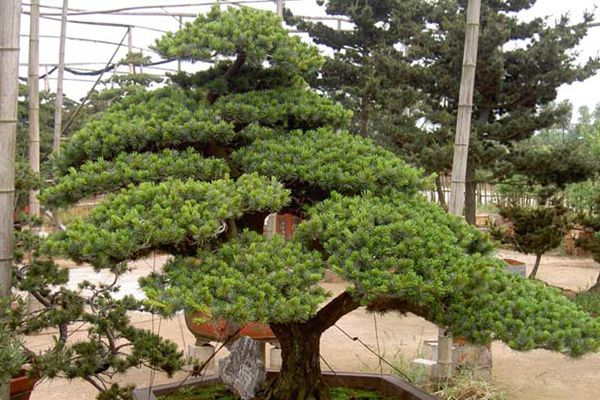 日本那須五針?biāo)? style=