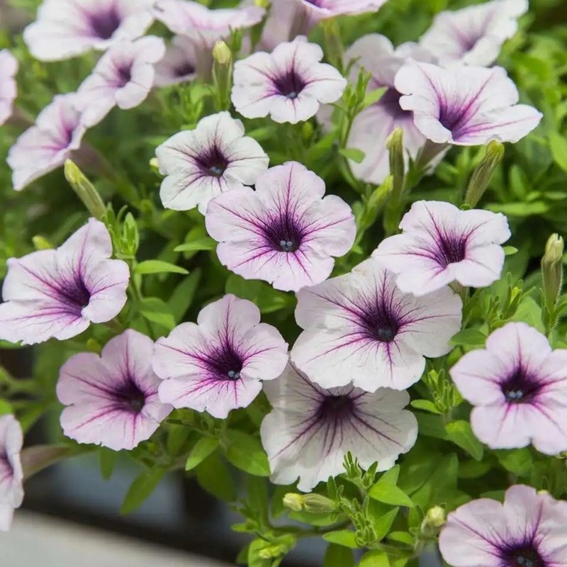 美聲矮牽?；? style=