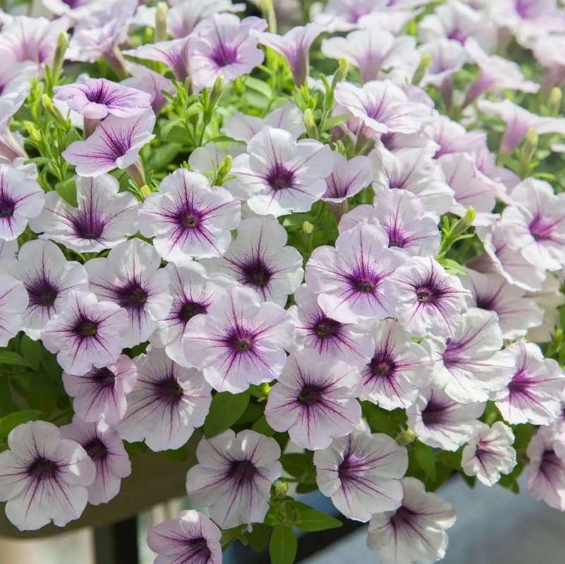 美聲矮牽?；? style=