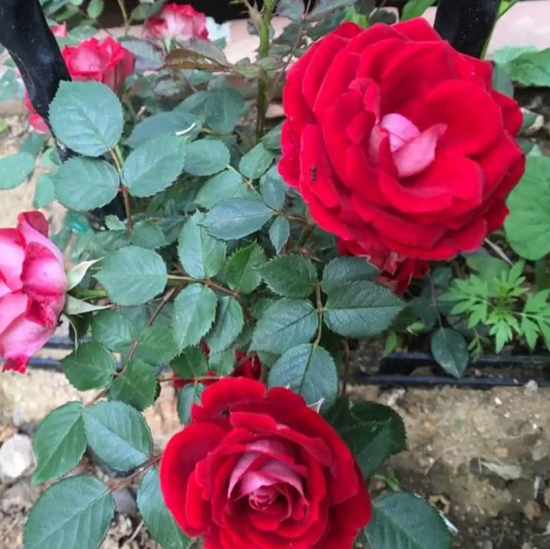 藤本小女孩月季