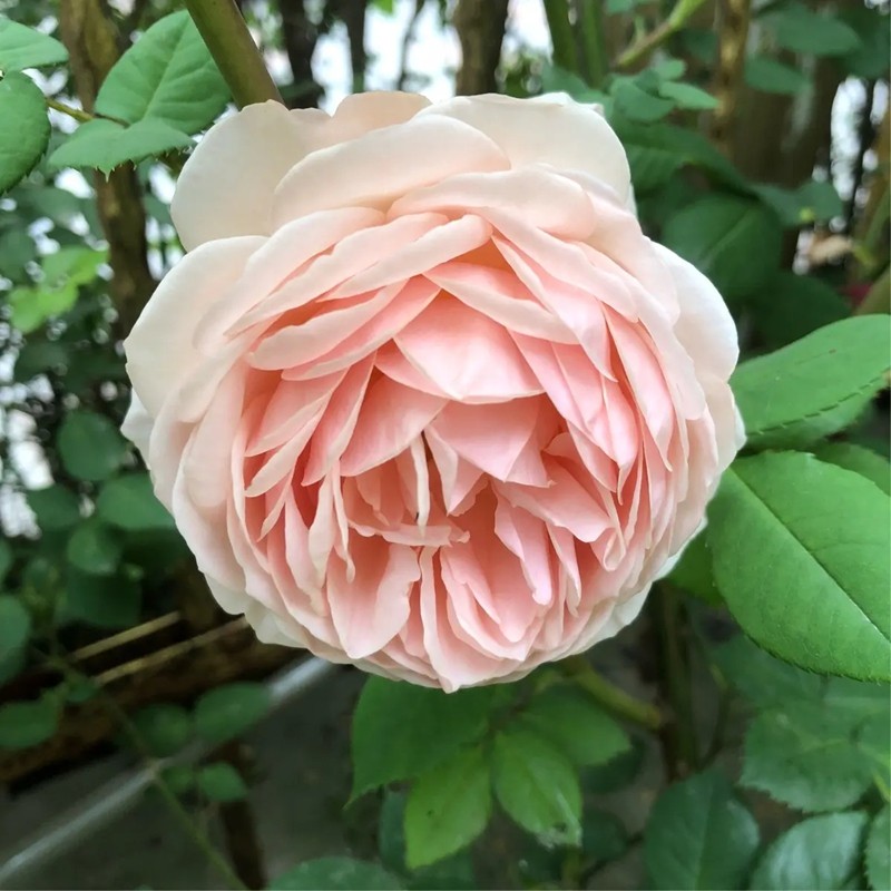 威廉莫里斯月季 威廉莫里斯月季