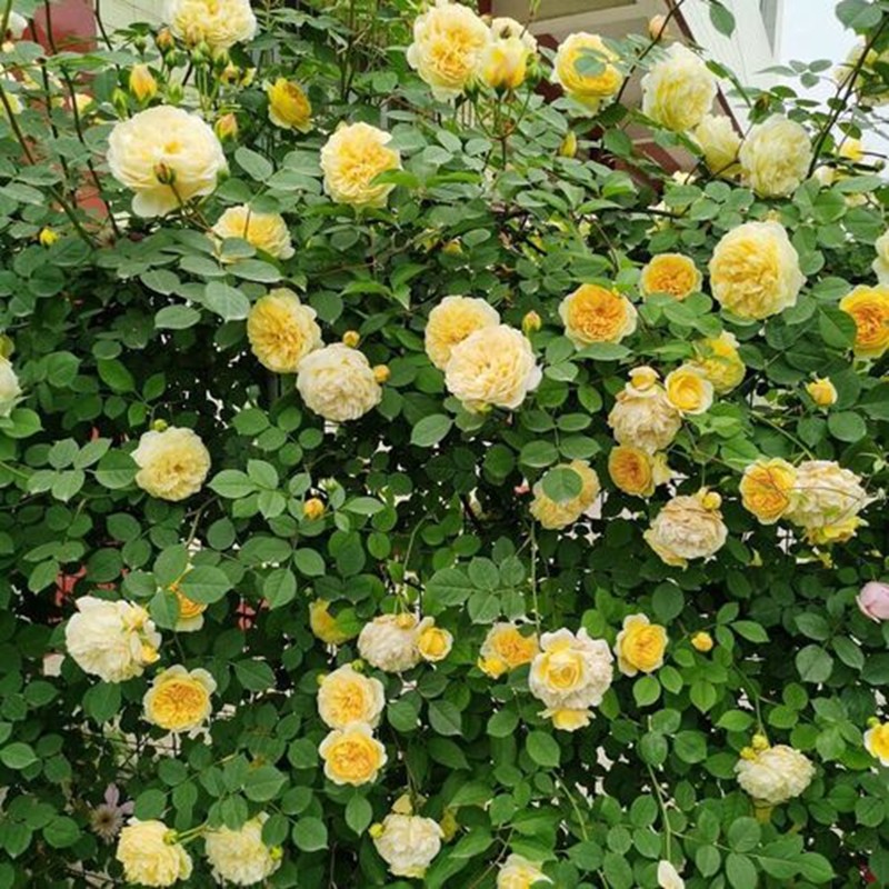 天路朝圣者月季