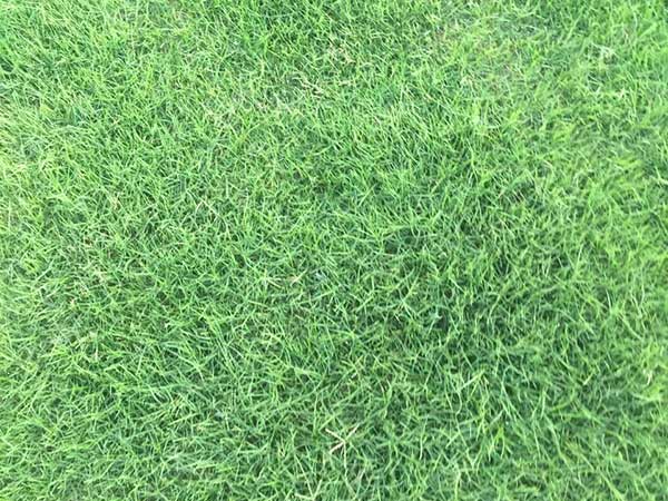 百慕大種子發(fā)芽出苗圖片 百慕大種子發(fā)芽出苗圖片