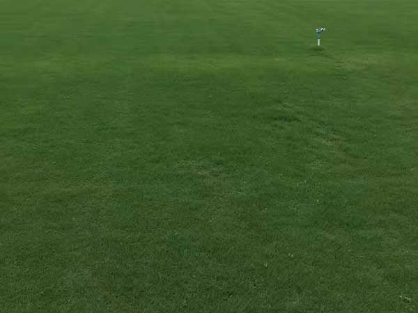 百慕大草坪圖片 百慕大草坪圖片