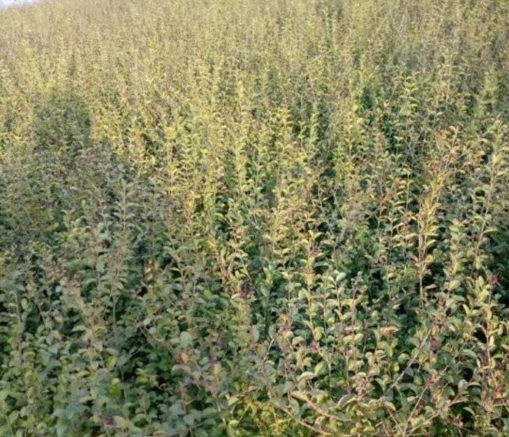 綠籬小葉女貞 綠籬小葉女貞