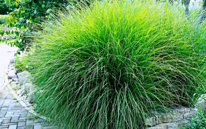 細葉芒草 細葉芒草