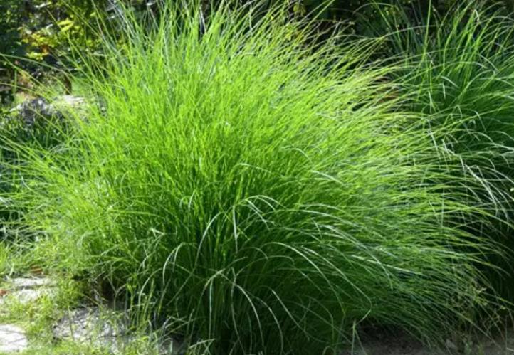 細葉芒草 細葉芒草