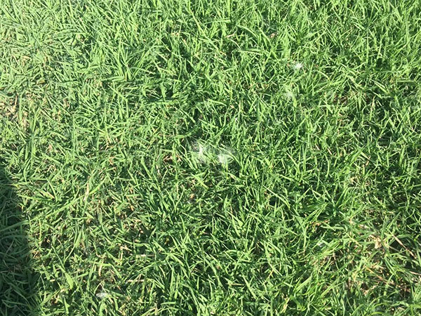 日本矮麥冬草 日本矮麥冬草