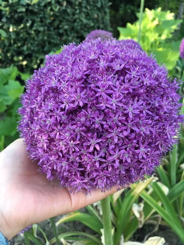 大花蔥的養殖方法和注意事項